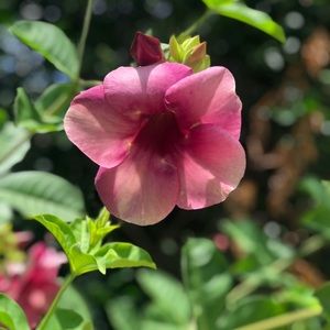 Meet your Posher, Daniela